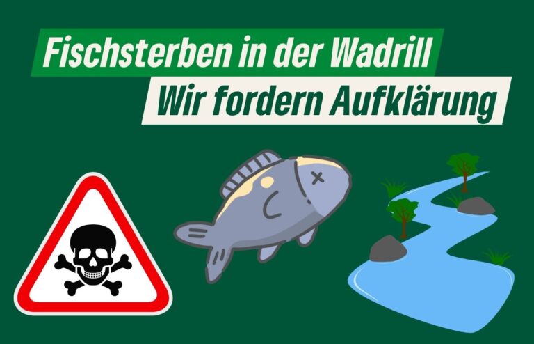 Grüne kritisieren das Vorgehen im Umgang mit dem Fischsterben in der Wadrill scharf