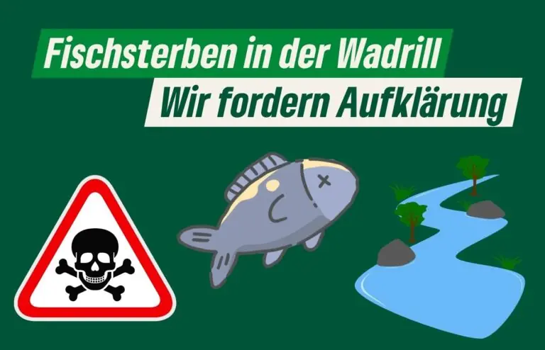 Grüne kritisieren das Vorgehen im Umgang mit dem Fischsterben in der Wadrill scharf